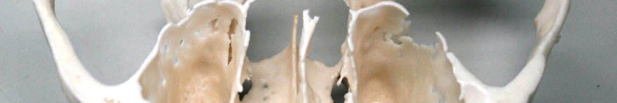 Realizzazione Repliche Anatomiche 3D bocca