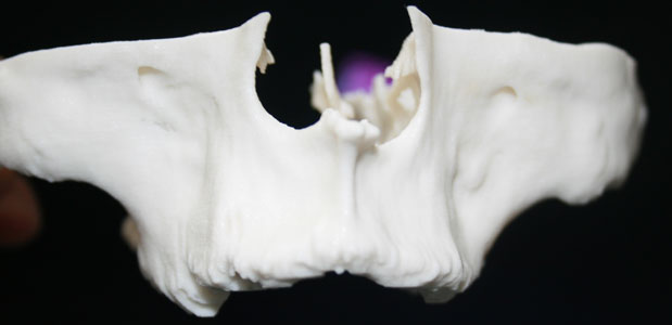 repliche 3D anatomiche